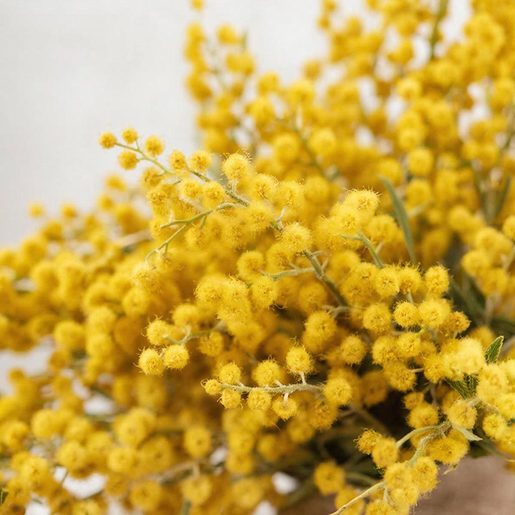 В Сочи у границы с Абхазией обнаружена стихийная свалка свежей мимозы